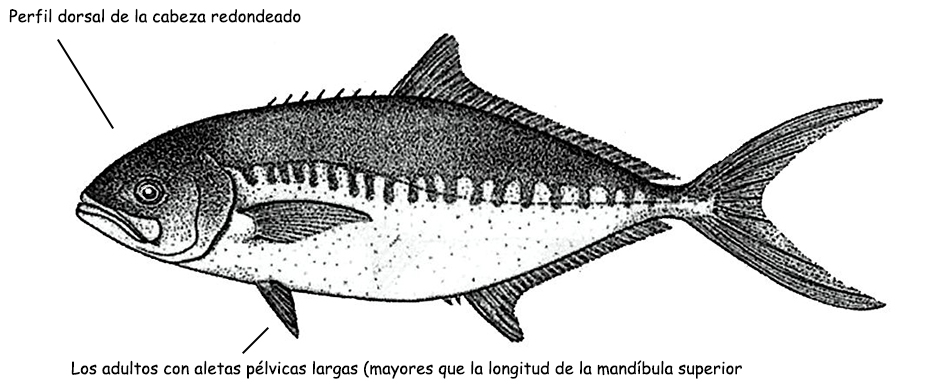 Campogramma glaycos_001.jpg